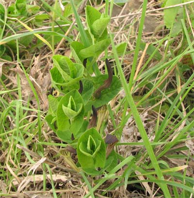 carnivora o no? no, Aristolochia sp.